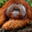 Sabuunn orangutang