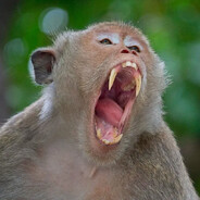 дикая макака