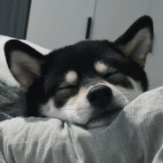 爱睡懒觉的鲨鱼脆脆猫