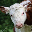 Cow Baseball