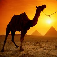 Tino