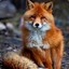 FoxyFeen