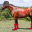 PepsiTheHorse