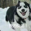 酷兔兔