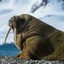 The Mighty Walrus