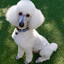 poodle