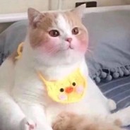 没头脑和不高兴