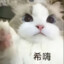 白猫吃橘子