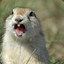 gopherAagam