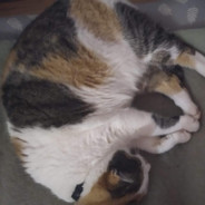 GICIUŚ GLASYCZNY 13KG