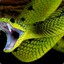 SR.SNAKE