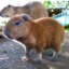 CapybaraWanToPullUp