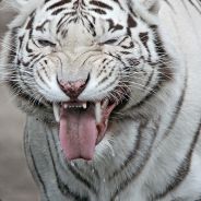 call me bronko [EST]