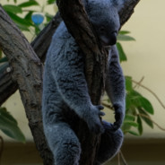 KOALA