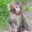 P'tit Macaque