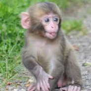 P'tit Macaque