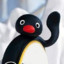 NOOT NOOT