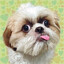 Urrmm Woof