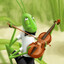 grasshopper