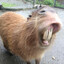 Creepy Capybara