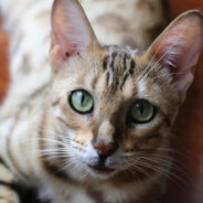 Meow