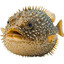 Pufferfish