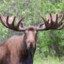 moose