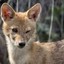 JaCkaL