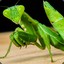 Mantis Religiosa