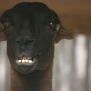 Lawless Lama - steam id 76561197961455509