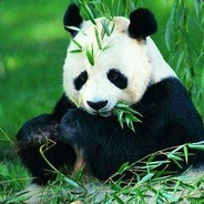 Panda-Feng