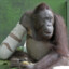 El Macaco Manco