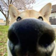 нееееет пениссыы