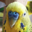 Cubi
