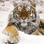 кошечка