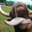 HotCow