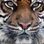 tiger505505
