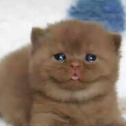 mucukcu avatar