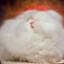 Getting Fluffy