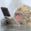 water baboon