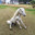 Pony