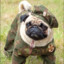 Sergeant Pug