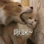 激萌的柴郡猫