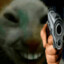 Rattygun