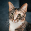 Cookie_Founder