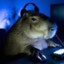 Capybara x Cyberport