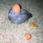Lotnik