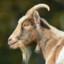 Dyslexic Goat