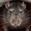 evil rat with murderous intent