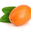 the kumquat